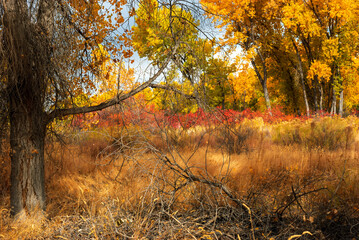 autumn meadow in western Colorado