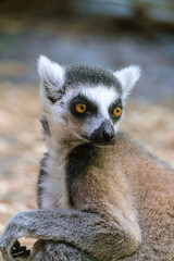 Portrait of lemur catta. Ring-tailed lemur stares intently to side.
