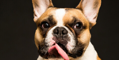 funny portrait of french bulldog licking screen on isolated black background front view 