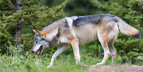 Naklejka na ściany i meble gray wolf canis lupus in summer forest clearing montana usa 