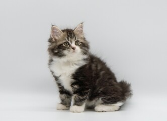 Siberian kitten on a white background