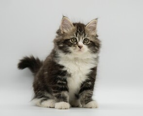 Siberian kitten on a white background