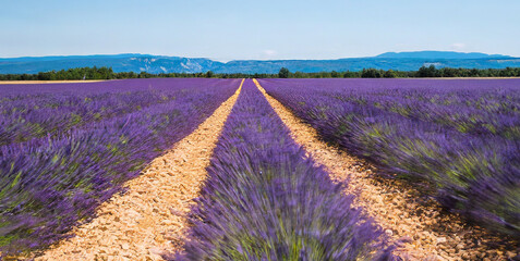 motion blur of the rows of a lavender field near valensole alpes de haute provence provence 