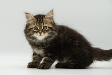 Obraz premium Siberian kitten on a white background