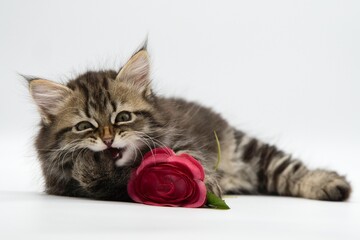 Happy holiday with a cat. Siberian cat with a red rose.