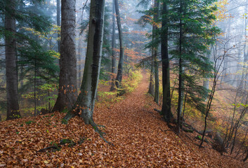 autumn in a mountain forest in the Bieszczady Mountains