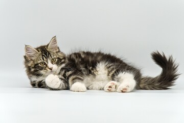 Siberian kitten on a white background