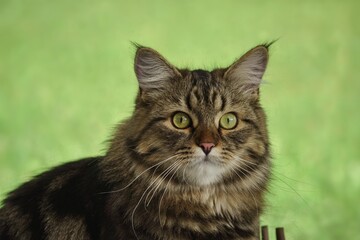portrait of a cat with green eyes on a green background