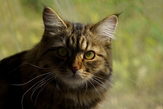 portrait of a cat with green eyes on a green background