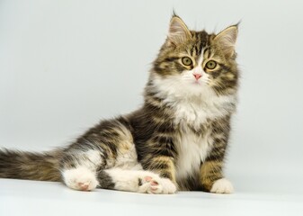 Siberian kitten on a white background