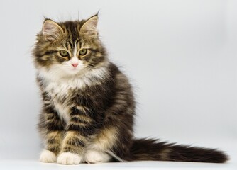 Siberian kitten on a white background