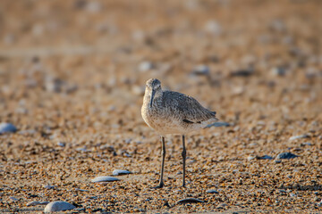 bird on the beach