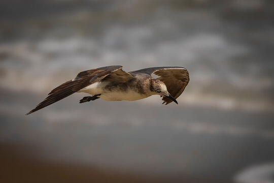 seagull in flight