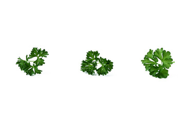 fresh parsley leaves isolated on white background