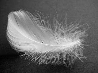 White fluffy bird feather on a black background. The texture of a delicate feather. soft focus