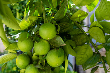 Ripe green orange fruits close up on blurred background of green leaves