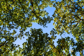Autumn forest, trees. Sunny day.