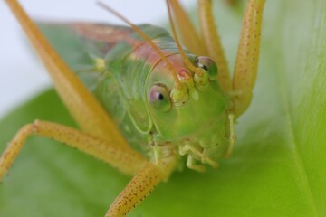 Small green grasshopper. Macro photography of insect