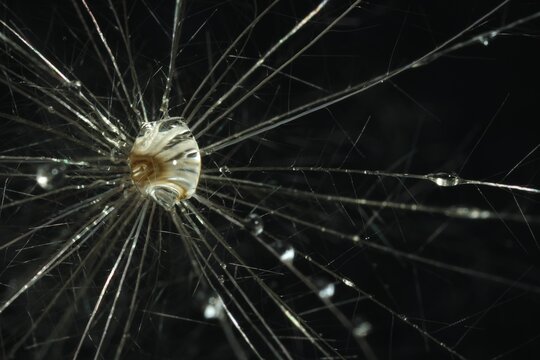 Seeds of dandelion flower with water drops on dark background, macro photo