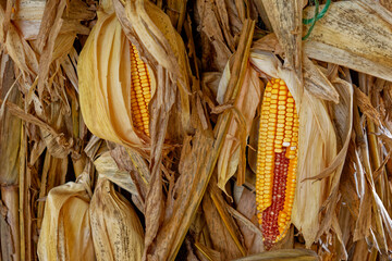 Corn to be harvest - obrazy, fototapety, plakaty