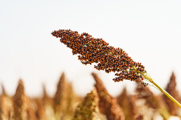 Autumn harvest of sorghum in Northeast China in October