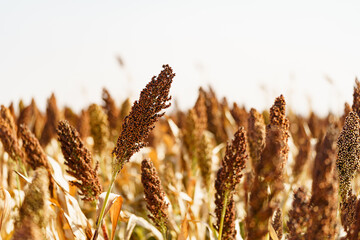 Autumn harvest of sorghum in Northeast China in October