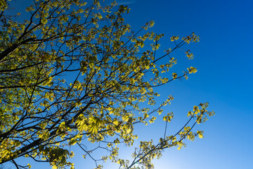 green foliage on a maple tree in spring bloom