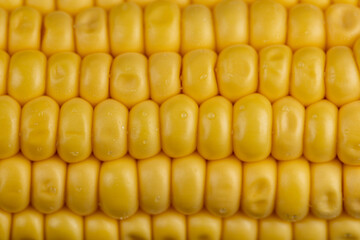 a ripe corn cob covered with water drops