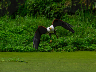 African Fish Eagle  in flight with fish over pond