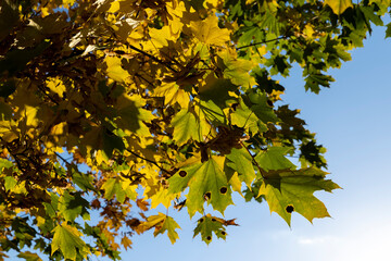 Maple tree during the autumn season
