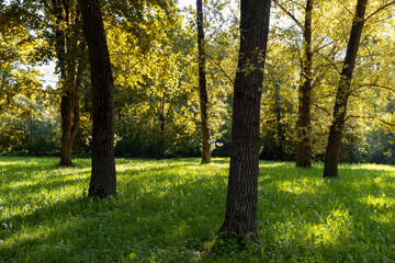 Fototapeta premium deciduous trees with green foliage in spring, green foliage