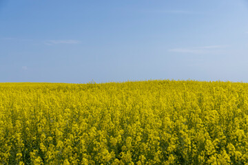 Obraz premium rapeseed blooming with yellow flowers in the spring season