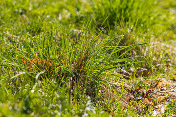 green grass in the spring season in the park