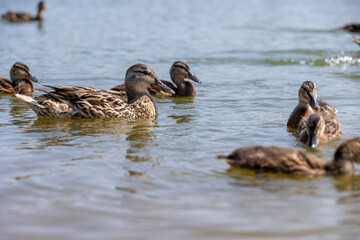 young ducklings who have plumage instead of fluff