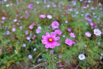 flower, 네이처, 뜰, flower, 분홍, 봄, 여름, 식물, 블로섬, 보라색, 식물, 들판, 개화, 미, 개화, 목초지, 나뭇잎, 보라, 목초, 다채로운, 공원, 똑똑하다, 계절, 꽃