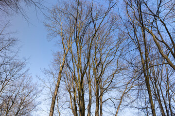 Bare trees in early spring in sunny clear weather