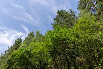 deciduous trees in summer in sunny weather