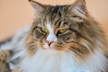 Big Siberian cat on colored background
