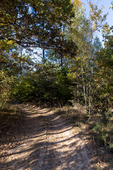 Fototapeta premium A road for cars in an autumn forest with trees