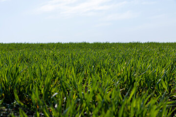 a new wheat crop in the spring season, new sprouts