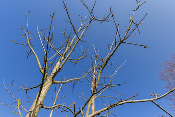 holly maple branches without foliage in the spring season