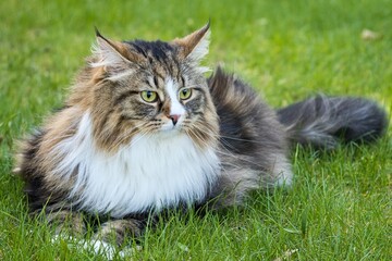 Naklejka na ściany i meble Big Siberian cat with long hair in the garden