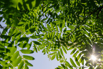 rowan flowers during flowering in spring park