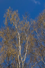 a birch tree without foliage in the spring season