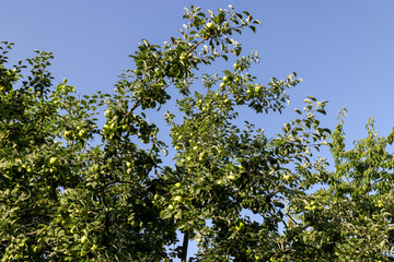Apple harvest in the apple orchard