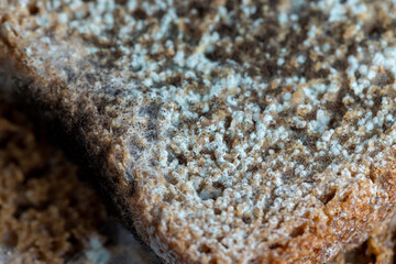 Black rye bread covered with black mold