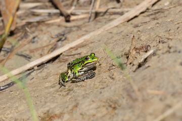 Common green frog.The frog is basking on the warm sand on the shore of the lake.