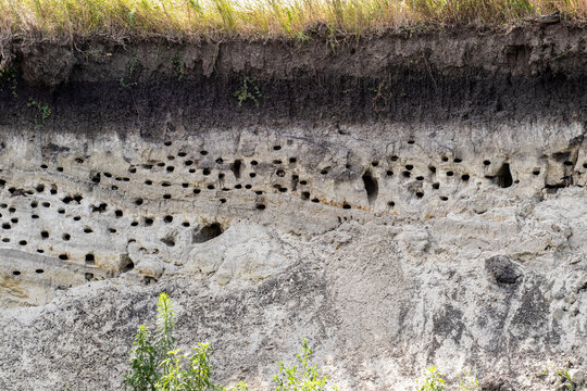 Swallow's nests in the sand in a steep cliff of the river bank.