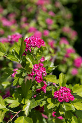Obraz premium red flowers during flowering in spring park