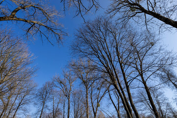 leafless deciduous trees in the spring season